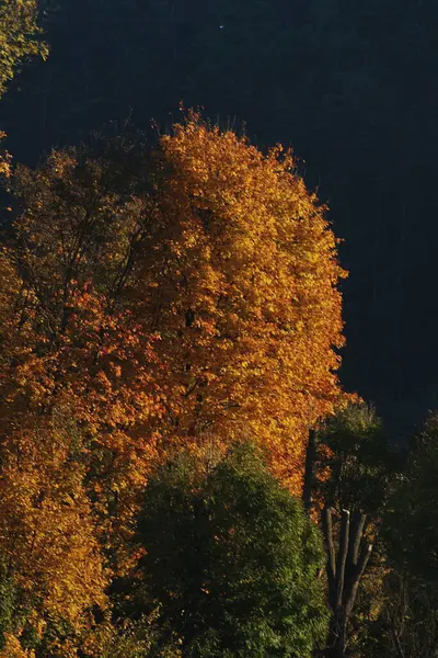 Eski karışık sonbahar ormanı. Eski karışık sonbahar ormanı. Birch (Btula), huş ağacından (Betulaceae) yaprak döken ağaçların ve çalıların bir cinsidir.) 