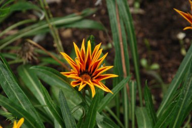 Gazania (Gazania), Paskalya familyasından bir bitki cinsidir.