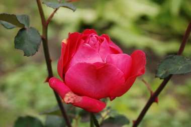 Kırmızı gül (Latin Rosa L.) 