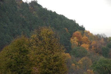 Eski karışık sonbahar ormanı. Eski karışık sonbahar ormanı. Birch (Btula), huş ağacından (Betulaceae) yaprak döken ağaçların ve çalıların bir cinsidir.) 