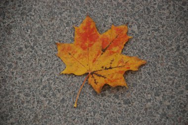 Sarı akçaağaç yaprağı. Eski sonbahar parkı  