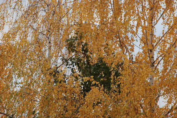 Eski karışık sonbahar ormanı. Eski karışık sonbahar ormanı. Birch (Btula), huş ağacından (Betulaceae) yaprak döken ağaçların ve çalıların bir cinsidir.)  