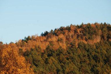 Eski karışık sonbahar ormanı. Eski karışık sonbahar ormanı. Birch (Btula), huş ağacından (Betulaceae) yaprak döken ağaçların ve çalıların bir cinsidir.) 