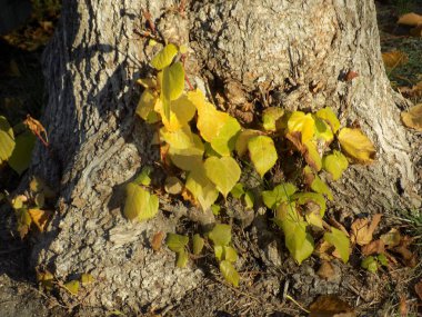 Linden (Tilia), Mallow familyasından bir ağaç cinsidir.