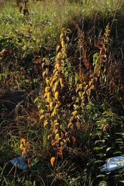 Eski karışık sonbahar ormanı. Eski karışık sonbahar ormanı..