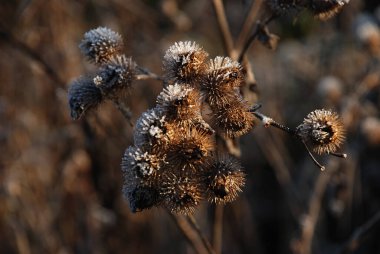 Burdock (