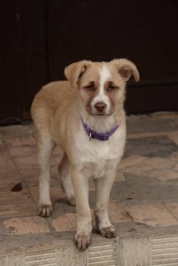 Köpek ya da evcil köpek (Canis lupus familiaris))