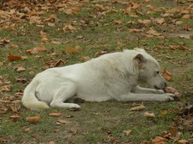 Köpek ya da evcil köpek (Canis lupus familiaris))