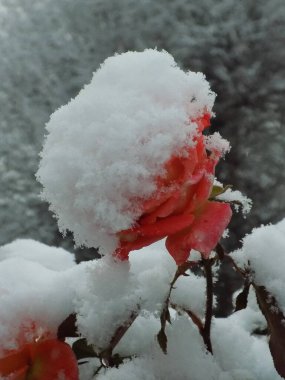 Kırmızı güllerin üstünde kar          