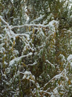 Ağlayan söğüt (Babil söğüdü, Pekin söğüdü; Çince:) latin. Salix Bablonica, söğüt familyasından bir yaprak döken ağaç türü..          