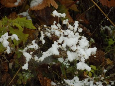 Yeşil yaprağın üzerindeki ilk kar.          