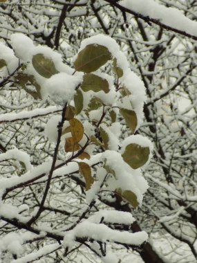 Yeşil yaprağın üzerindeki ilk kar.          