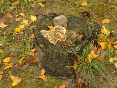 Kurumuş bir ağacın gövdesi.