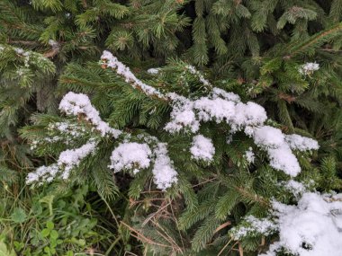 Dikenli, mavi veya Colorado ladin (Picea pungens Engelm.)