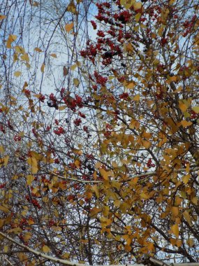 Eski karışık sonbahar ormanı. Birch (Btula), huş ağacından (Betulaceae) yaprak döken bir ağaç cinsidir.)          