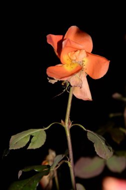 Kırmızı gül (Latin Rosa L.)