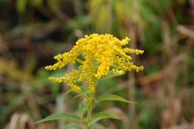 Golden Cowl Canadian (Latin Solidgo canadnsis), bloom, family astropeus, flowers, general view, genus goldenrod, green, leaves, or composite, taç yaprakları, plant, weed, wild, yellow