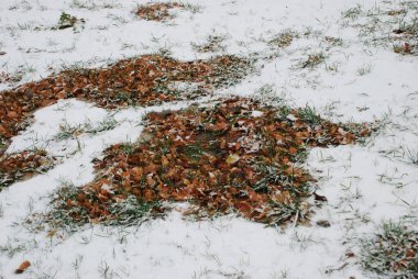 Karda düşen yapraklar