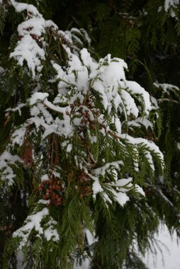 Thuja is a genus of evergreen coniferous trees and shrubs of the cypress family  