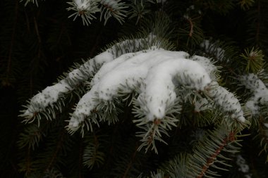 Dikenli, mavi veya Colorado ladin (Picea pungens Engelm.)