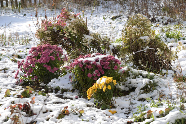 Chrysanthemum (Chrysanthemum) - род цветущих растений семейства Aster
.