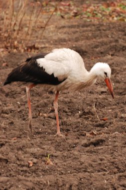 White stork (Ciconia ciconia) clipart