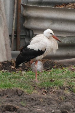 White stork (Ciconia ciconia) clipart