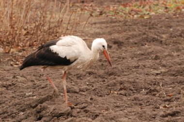 White stork (Ciconia ciconia) clipart