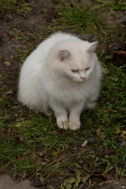 Kedi kedisi (Latince Felis Silvestris catus), kedigiller (Felis) familyasından bir kedi türü.)