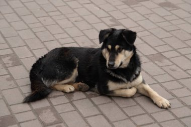 Köpek ya da evcil köpek (Canis lupus familiaris))