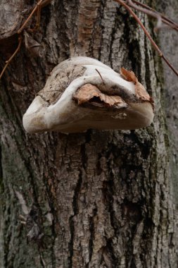 Tile pleurotus (Pleurotus ostreatus), Pleurotus familyasından bir mantar türüdür.).