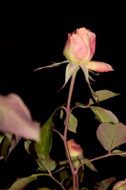 Kırmızı gül (Latin Rosa L.)