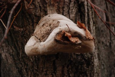 Tile pleurotus (Pleurotus ostreatus), Pleurotus familyasından bir mantar türüdür.).