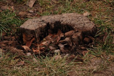 Kurumuş bir ağacın gövdesi.