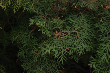 Thuja is a genus of evergreen coniferous trees and shrubs of the cypress family  
