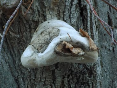 Tile pleurotus (Pleurotus ostreatus), Pleurotus familyasından bir mantar türüdür.).          