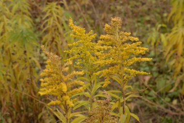 Golden Cowl Canadian (Latin Solidgo canadnsis), bloom, family astropeus, flowers, general view, genus goldenrod, green, leaves, or composite, taç yaprakları, plant, weed, wild, yellow