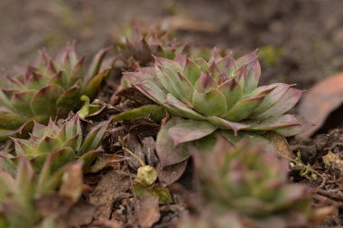 Sempervivum, Crassulaceae familyasından bir bitki cinsidir..