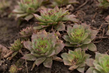 Sempervivum, Crassulaceae familyasından bir bitki cinsidir..