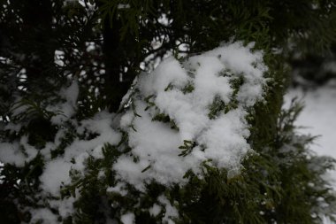 Thuja is a genus of evergreen coniferous trees and shrubs of the cypress family  