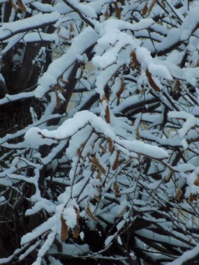 Kış orman, genel görünümü          