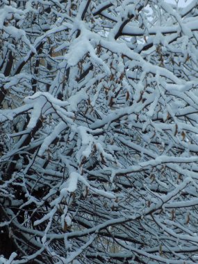 Kış orman, genel görünümü          