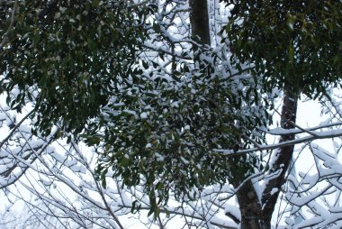 Mistletoe, Ivilga (Viscum) - the genus of semi-parasitic shrubs of the Santal family - Loranthaceae. clipart