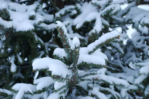 Dikenli, mavi veya Colorado ladin (Picea pungens Engelm.)