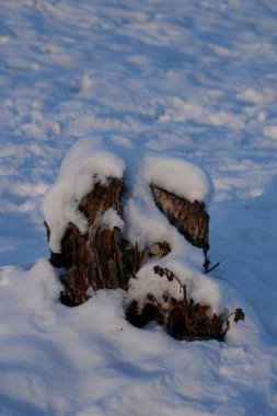 Kurumuş bir ağacın gövdesi.