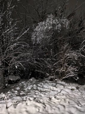  Kış orman, genel görünümü