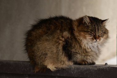 Kedi kedisi (Latince Felis Silvestris catus), kedigiller (Felis) familyasından bir kedi türü.)