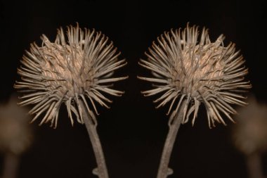  Gerçek dulavratotu meyveleri.