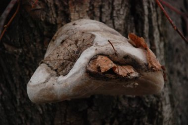 Tile pleurotus (Pleurotus ostreatus), Pleurotus familyasından bir mantar türüdür.).