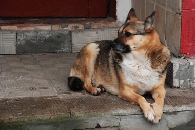  Köpek ya da evcil köpek (Canis lupus familiaris))